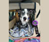 Henry, a Dalmatian and German Shepherd Dog mix tested with EmbarkVet.com