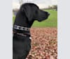 Photo of Thor, a Labrador Retriever, Great Pyrenees, German Shepherd Dog, and Mixed mix in Tinley Park, Illinois, USA