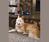 Emma, a Siberian Husky and German Shepherd Dog mix tested with EmbarkVet.com
