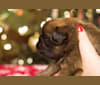 Alice, a Brussels Griffon tested with EmbarkVet.com