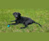 Oliver, a Labrador Retriever and Australian Cattle Dog mix tested with EmbarkVet.com