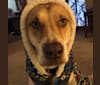Rocky Pōhaku Vincent Soon, an American Pit Bull Terrier and Siberian Husky mix tested with EmbarkVet.com