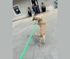 Agnes, a Boxer and German Shepherd Dog mix tested with EmbarkVet.com
