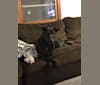 Chewpy, a Staffordshire Terrier and Labrador Retriever mix tested with EmbarkVet.com
