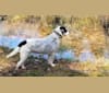 Sadie, a Rat Terrier and English Springer Spaniel mix tested with EmbarkVet.com