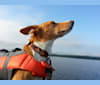 Dengo, a Western European Village Dog tested with EmbarkVet.com