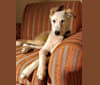 Puja, a South Asian Village Dog tested with EmbarkVet.com