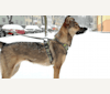 Daisy, an Eastern European Village Dog and Siberian Husky mix tested with EmbarkVet.com