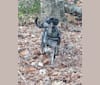 Photo of Elliott Mahomes Rinehart Phipps, a Catahoula Leopard Dog, Australian Shepherd, German Shepherd Dog, and Labrador Retriever mix in Arkansas, USA