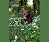 Bruna, a Western European Village Dog tested with EmbarkVet.com