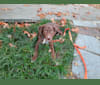 Photo of Valkyrie, a Golden Retriever, Labrador Retriever, and American Foxhound mix in Mississippi, USA