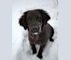 Dug, a Golden Retriever and Border Collie mix tested with EmbarkVet.com