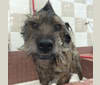Fergus, a Rottweiler and Golden Retriever mix tested with EmbarkVet.com