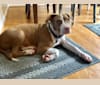 Photo of Freddie, an American Pit Bull Terrier  in Rochester, New York, USA