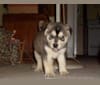 Photo of Blaze, a Chow Chow, Siberian Husky, American Pit Bull Terrier, German Shepherd Dog, and Mixed mix in Texas City, Texas, USA