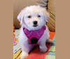 Luna, a Shih Tzu and Yorkshire Terrier mix tested with EmbarkVet.com
