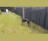 Jasper, a Greyhound and Scottish Deerhound mix tested with EmbarkVet.com