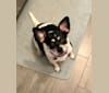 Photo of Lulu, a Chihuahua, Beagle, Labrador Retriever, and Mixed mix in Sarasota, Florida, USA