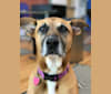Bailey, a Boxer and American Pit Bull Terrier mix tested with EmbarkVet.com