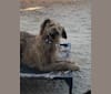 Limerick, an Irish Terrier tested with EmbarkVet.com