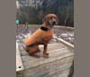Dixie, a Redbone Coonhound tested with EmbarkVet.com
