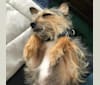 Alasdair, a Chihuahua and Yorkshire Terrier mix tested with EmbarkVet.com