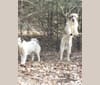 Rogue, a Great Pyrenees and Anatolian Shepherd Dog mix tested with EmbarkVet.com