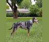 Photo of Haley, a Catahoula Leopard Dog, American Pit Bull Terrier, and Mixed mix in Boca Raton, Florida, USA