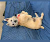 Freddy, a Cairn Terrier and Norwich Terrier mix tested with EmbarkVet.com