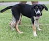 Photo of Ruger, a Bluetick Coonhound and Siberian Husky mix in Montgomery, Alabama, USA