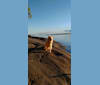 Tembi, an Eastern European Village Dog tested with EmbarkVet.com
