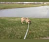 Galileo, a Labrador Retriever and Australian Shepherd mix tested with EmbarkVet.com
