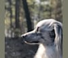 Whyatt, an Australian Shepherd and Border Collie mix tested with EmbarkVet.com