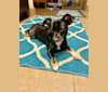 Photo of Digby, a Chihuahua, Russell-type Terrier, Pekingese, Poodle (Small), and Mixed mix in Houston, Texas, USA