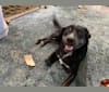 Penny, a Labrador Retriever and Australian Cattle Dog mix tested with EmbarkVet.com