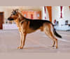 Grizzly, a German Shepherd Dog and Rottweiler mix tested with EmbarkVet.com