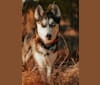 Leilani, a Siberian Husky tested with EmbarkVet.com
