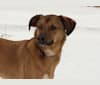Louie, a German Shepherd Dog and Australian Shepherd mix tested with EmbarkVet.com