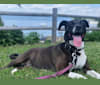 Josie, an American Pit Bull Terrier and American Staffordshire Terrier mix tested with EmbarkVet.com