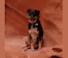 Tilda Swinton, an Australian Cattle Dog and German Shepherd Dog mix tested with EmbarkVet.com