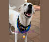 Photo of Violet, a Great Pyrenees, Chow Chow, Australian Cattle Dog, and Mixed mix in New Mexico, USA