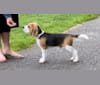 Gordon, a Beagle tested with EmbarkVet.com