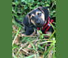 Allie, a Beagle and Russell-type Terrier mix tested with EmbarkVet.com
