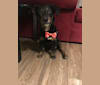 Buddy, a Labrador Retriever and American Pit Bull Terrier mix tested with EmbarkVet.com