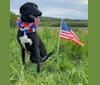 Tippy, a German Shepherd Dog and Mountain Cur mix tested with EmbarkVet.com