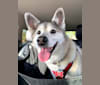 Bandit (Rest in Peace, 11/12/23), a Formosan Mountain Dog and Shiba Inu mix tested with EmbarkVet.com