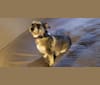 Photo of Gracie, a Chihuahua, American Pit Bull Terrier, Miniature Schnauzer, German Shepherd Dog, and Mixed mix in Tijuana, Baja California, Mexico