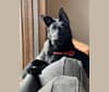 Photo of Ghost, a German Shepherd Dog  in Minot, ND, USA