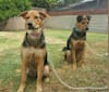 Zeus, an Akita and German Shepherd Dog mix tested with EmbarkVet.com