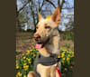 Bengi, a Chow Chow and German Shepherd Dog mix tested with EmbarkVet.com
